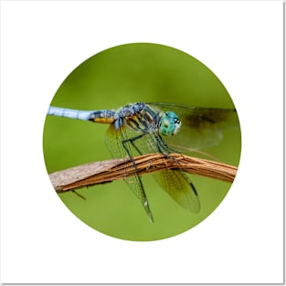 Blue Dasher Dragonfly Photograph Posters and Art